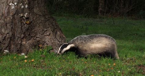 European Badger Meles Meles Adult Walking On Grass Normandy In