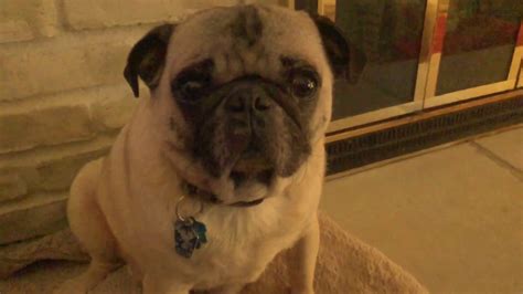 Pug Crazy Noises Youtube