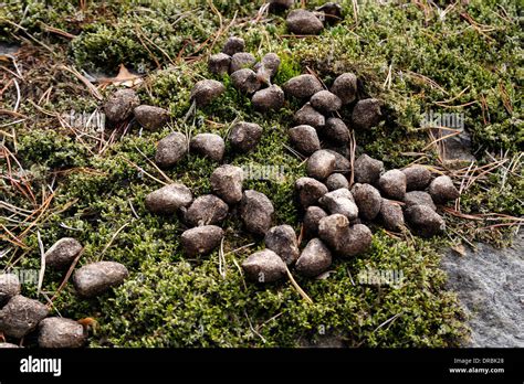 White tailed deer droppings hi-res stock photography and images - Alamy