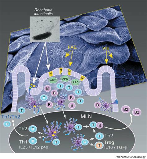 Commensal Bacteria And Interactions With Mucosal DCs And T Cells