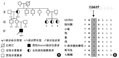 Scn2a基因突变导致的癫痫表型特点