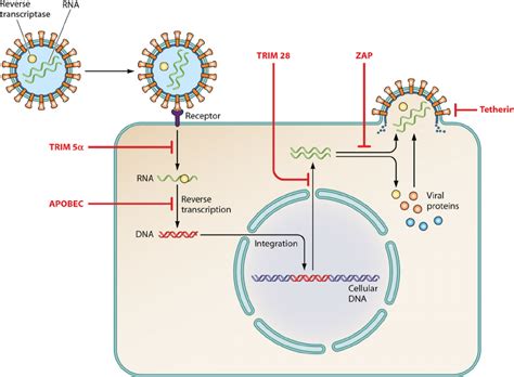 Interference Of Different Cellular Restriction Factors With Replication