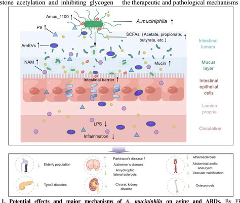 Figure 1 From Potential Effects Of Akkermansia Muciniphila In Aging And