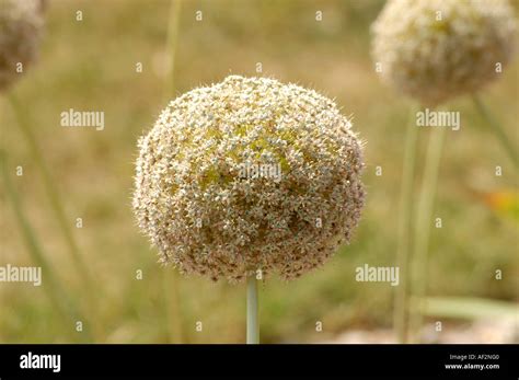 Giant Onion Allium Giganteum Also Called Giant Allium Stock Photo Alamy