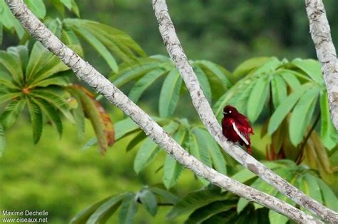Pompadour Cotinga - Xipholena punicea male adult - maxd84429