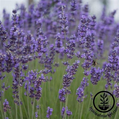 Munstead Lavender Seeds | Non-GMO Herb Gardening Seeds - Free S&H ...