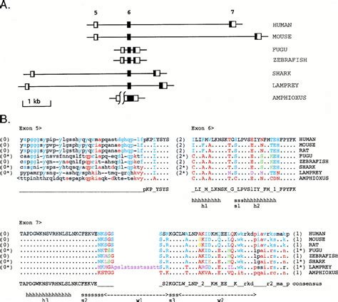 The Nude Gene Encodes A Sequence Specific Dna Binding Protein With Homologs In Organisms That