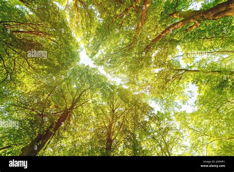 Vibrant Green Foliage Background Hi Res Stock Photography And Images