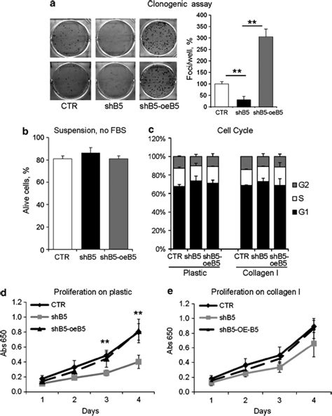 Integrin β5 in breast carcinoma cell survival proliferation and