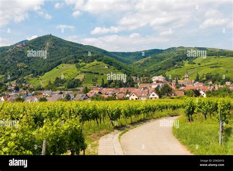 Vine Growing Region Alsace Hi Res Stock Photography And Images Alamy