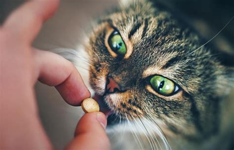 How To Use A Pill Gun For A Cat Lovetoknow Pets