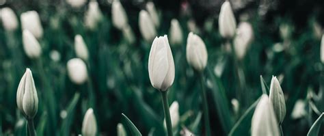 Download Wallpaper 2560x1080 Tulips Flowers White Flowerbed Blooms