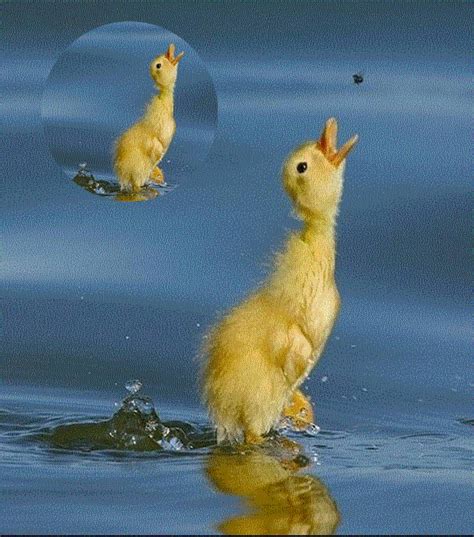 Canard gif