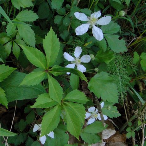 Rach's Wildflower Images: Wild Raspberry Flower