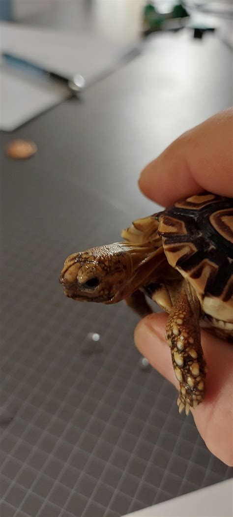 Leopard Tortise Sexing R Tortoise