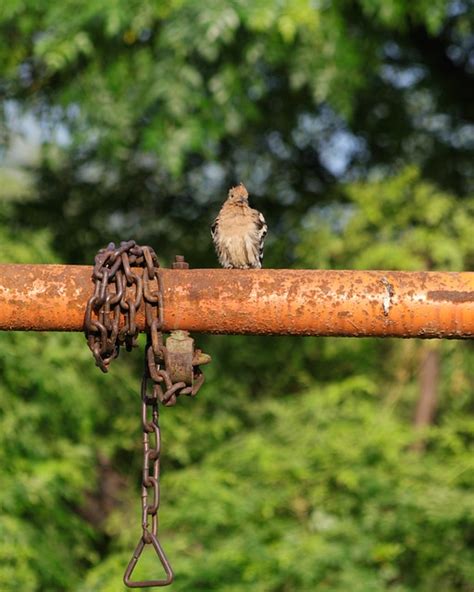 The Hoopoe Bird Animal - Free photo on Pixabay - Pixabay