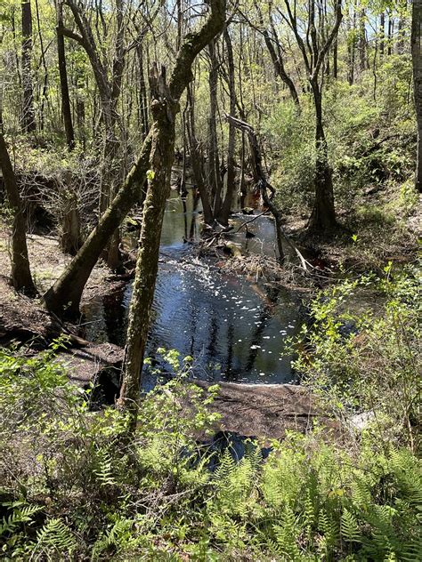 Creek Leon Sinks Geological Area Apalachicola National F Flickr