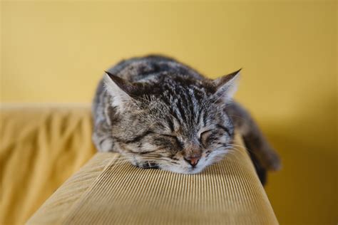 Free Photo: Cat Sleeping on Couch