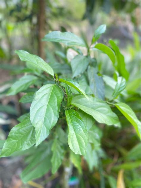 Resepi Lemak Labu Daun Salang Sayuran Kampung Yang Rare Resepi My