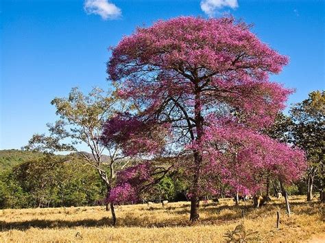 Pau Rosa Aniba Rosaeodora Ducke Medicinal Plants Brazil Tree