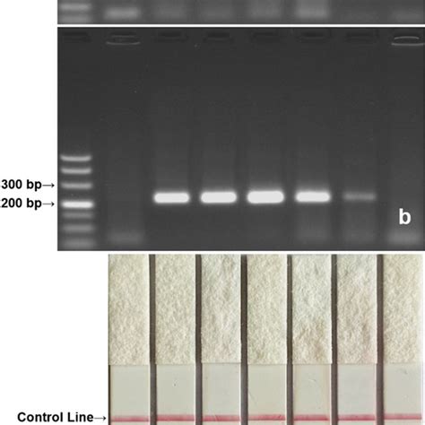 Sensitivity Test Of PCR A RPA B And RPA LFD C With Recombinant