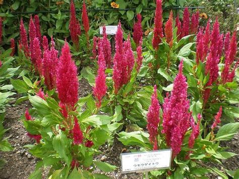 Buy Celosia Argentea Plumosa Plantslive