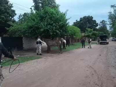 Secuestraron A Equinos Sueltos Por La Ruta En Calilegua Y Yuto