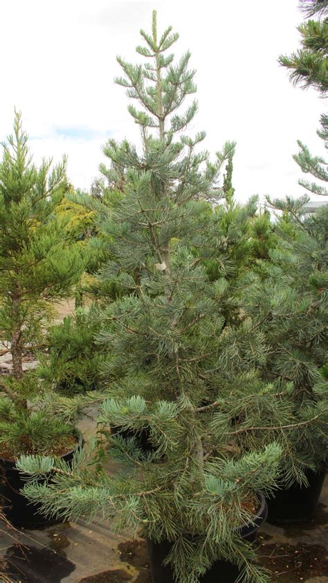 Abies Concolor Long Hair Specimen Conifer Kingdom