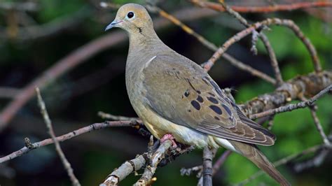 Difference Between Male And Female Mourning Dove