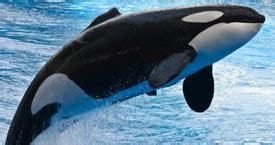 Mundo animal: La Orca Común