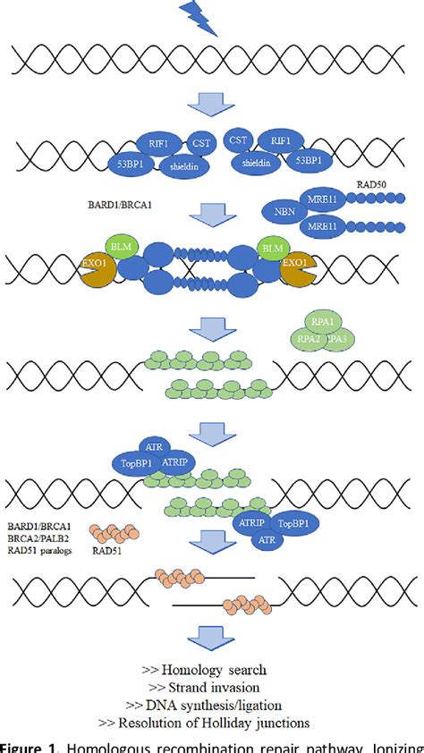 Figure From Homologous Recombination Deficiency Cancer