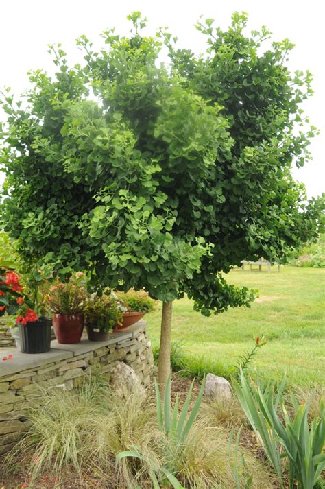 Mariken Ginkgo Ginkgo Biloba Mariken Wholesale