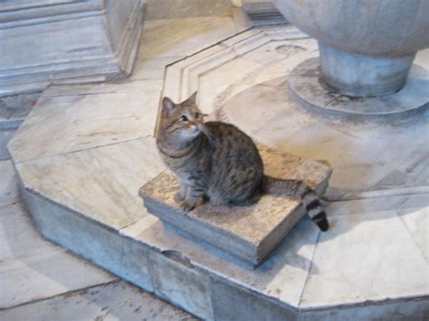 Mosque Cat Hagia Sophia Hewy Flickr