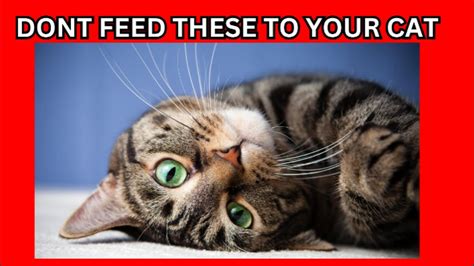 7 Toxic Foods You Should Never Feed Your Cat Youtube