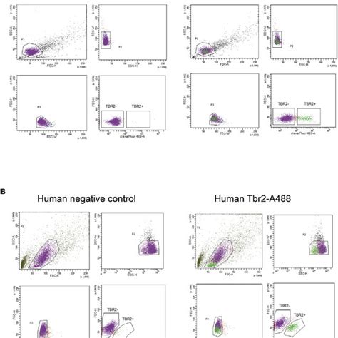 Facs Gating Strategy For Mouse And Human Tbr2 Sorting Download