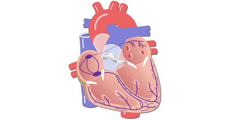 Conduction System of the Heart: Path and diagram | GetBodySmart