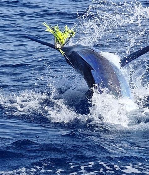 Cavalier Kg Blue Marlin Released Cavalier Blue