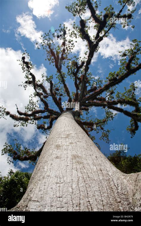 Ceiba ceiba pentandra Fotos und Bildmaterial in hoher Auflösung Alamy