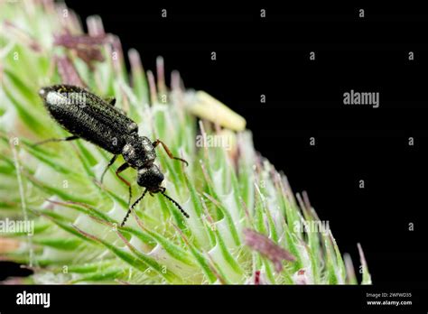 Soft Winged Hi Res Stock Photography And Images Alamy