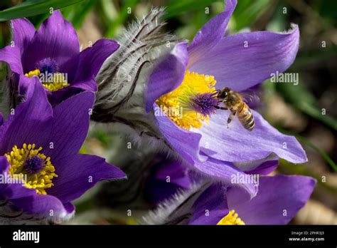 Flor De Pasque Insecto Pulsatilla Flor Abeja De Miel En Primer