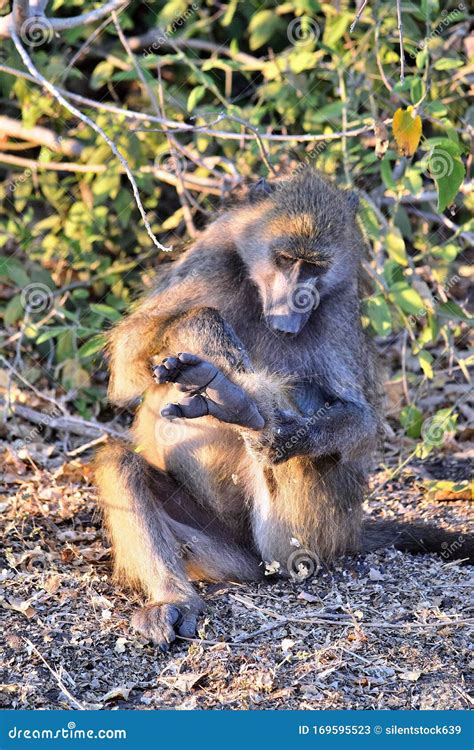 A Baboon Grooming Himself Sitting on the Banks of the Chobe River Stock ...