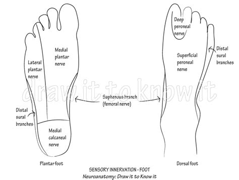 Gross Anatomy Glossary Sural Nerve Cutaneous Ditki Medical