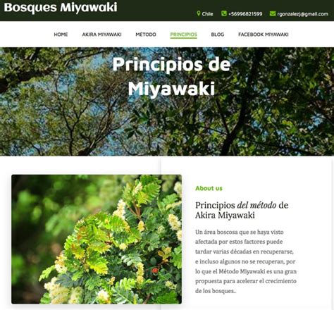 M Todo Miyawaki Reforestacion De Bosques Con Especies Nativas