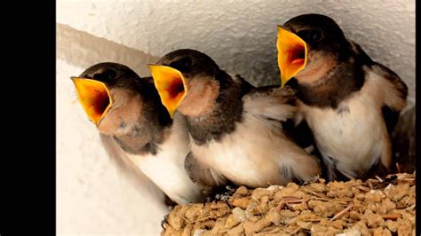 ママ生きて！！ツバメ雛波乱の巣立ち【可愛い野鳥ツバメの子育て】 Youtube