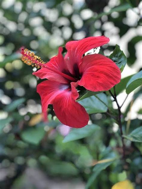 Flores Vermelhas Inspira Es Para Usar Em Decora O Lindas