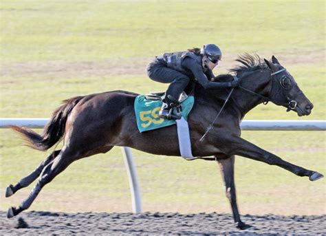 Uncaptured The Latest Buzz Horse For Ocala Studuncaptured The Latest