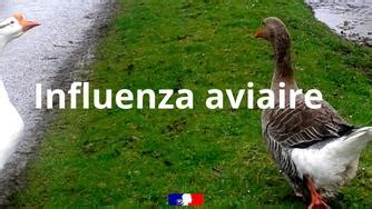 Influenza Aviaire La France Passe Au Niveau Risque Lev Actualit S