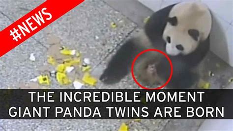 They Are The Heaviest Panda Twins Born On Record But How Big Are Mei