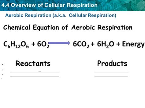 Awesome Aerobic Respiration Chemical Formula 8 Grade Math Chart