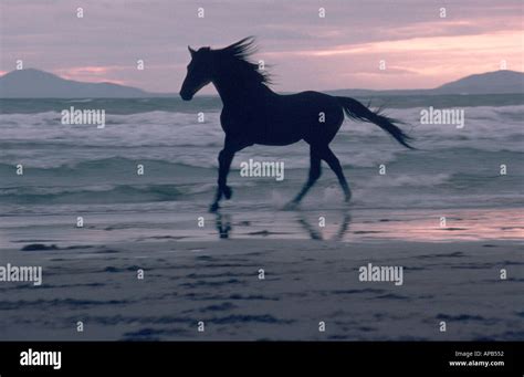 Black Horse Beach Hi Res Stock Photography And Images Alamy